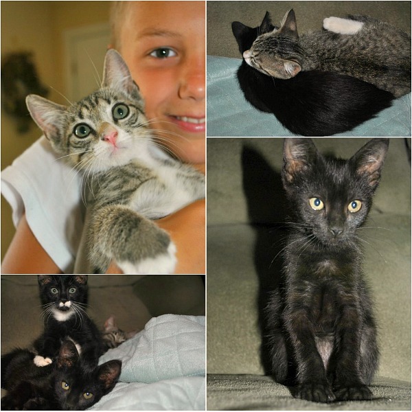 kitty collage