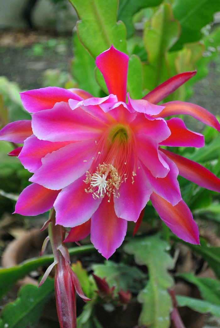 floweringcactus1