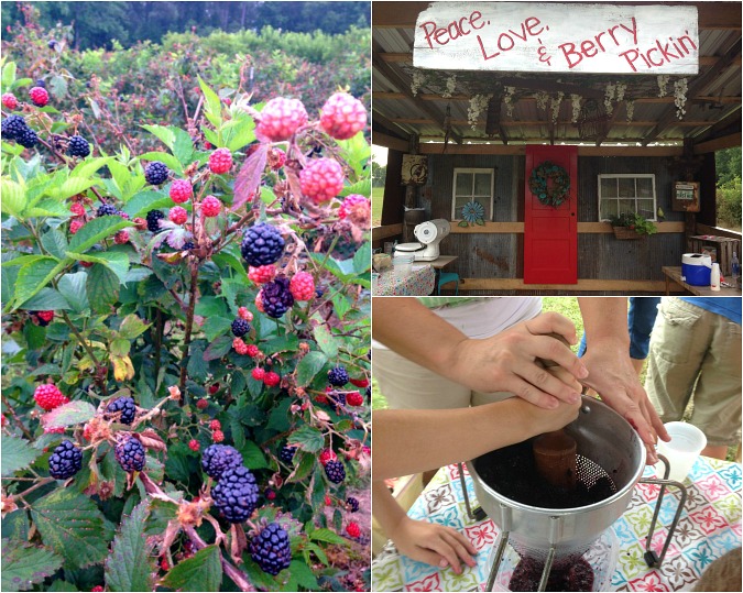 Berry piccking Collage